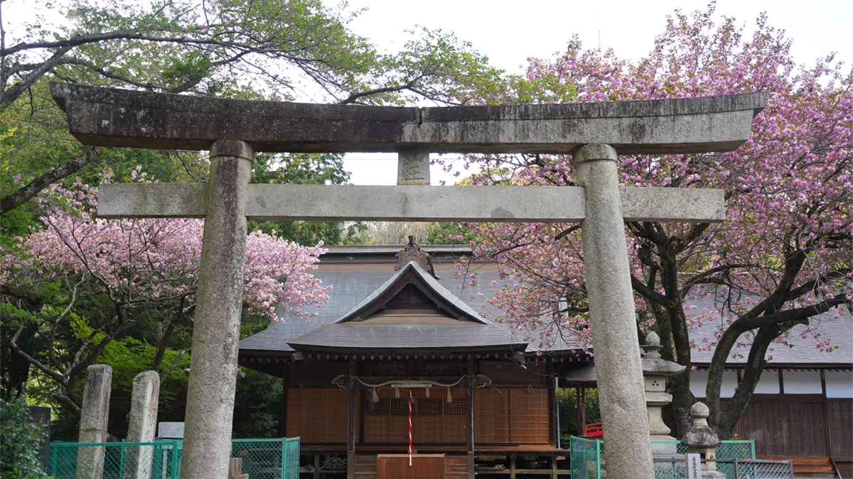 茨城県土浦市の日枝神社の拝殿前の八重桜の満開の様子