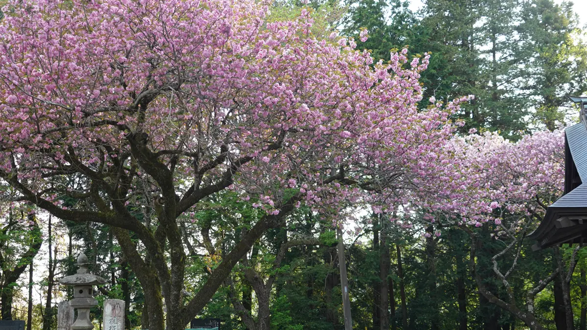 土浦市の日枝神社拝殿前東側からの2本の八重桜の満開の様子