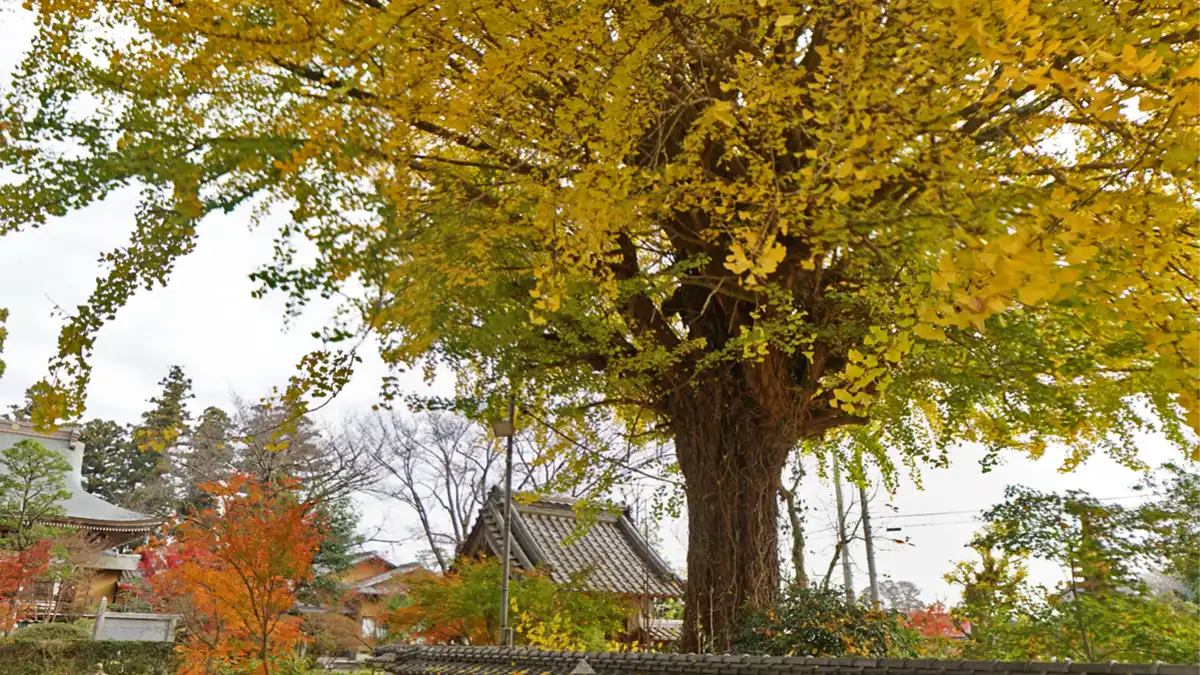 土浦市の観音寺の大銀杏の紅葉景観とVRツアーリンク