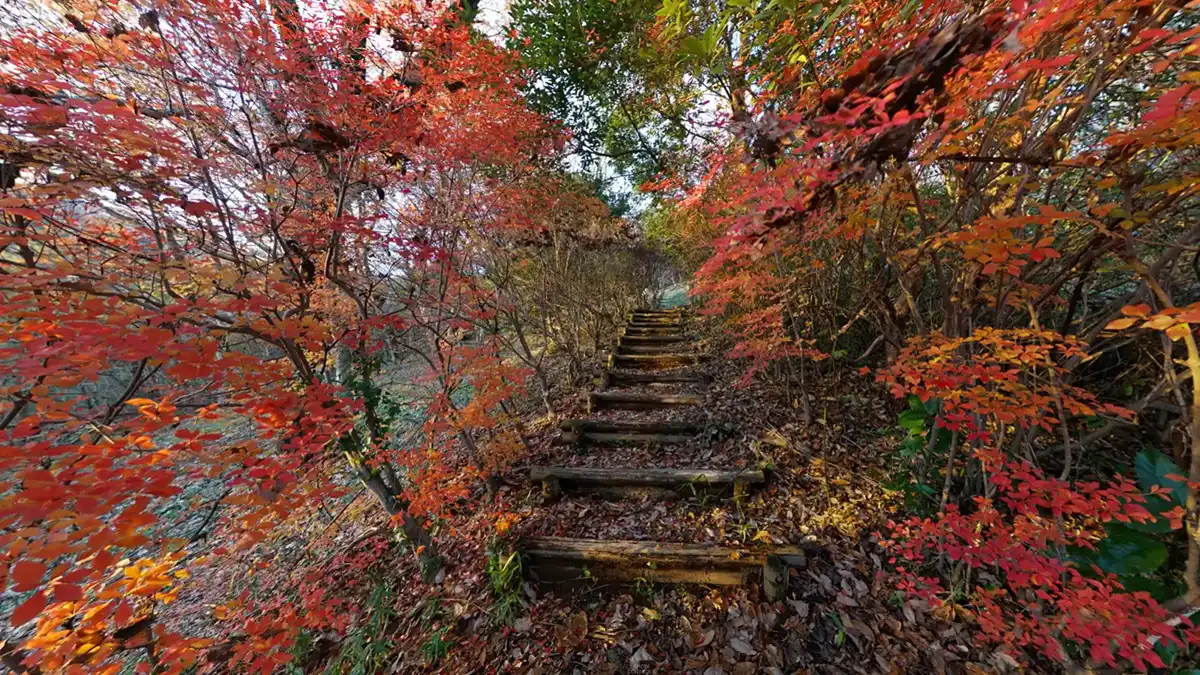 土浦市の朝日峠付近のドウダンツツジの紅葉景観写真とVRツアーリンク