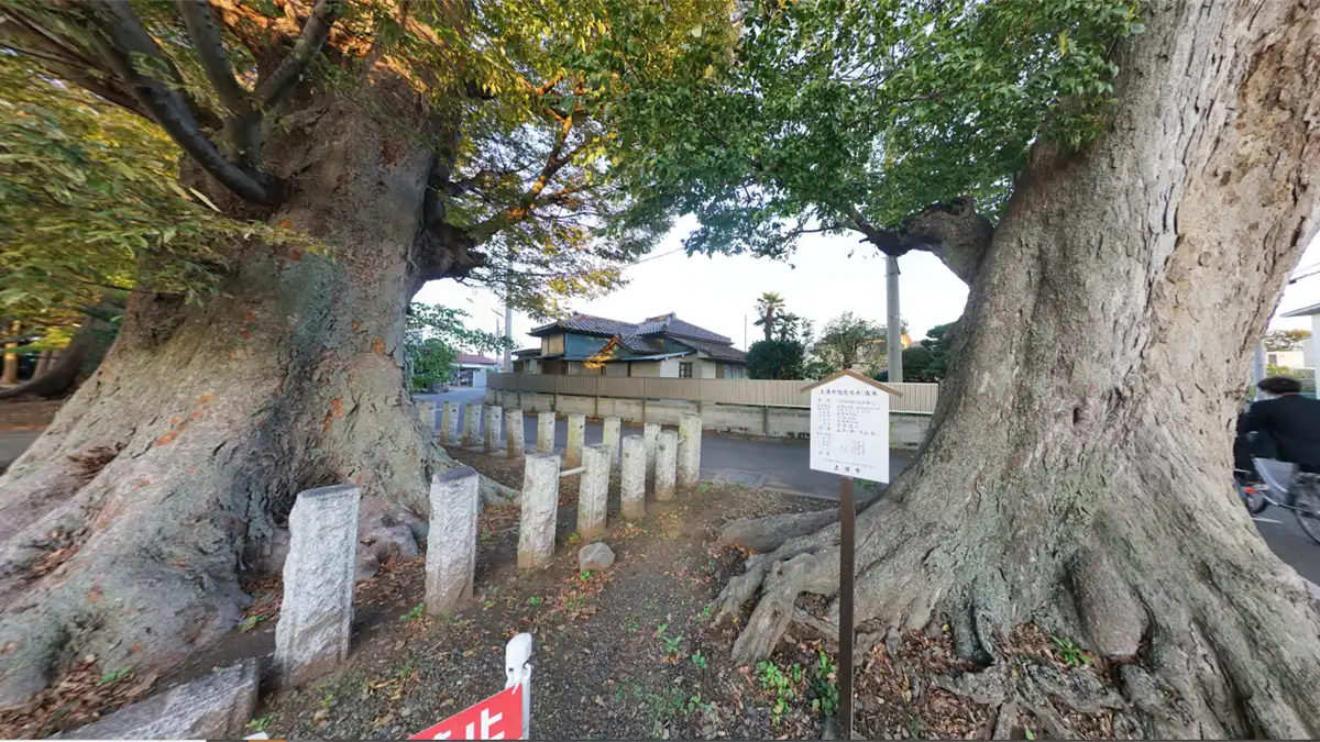 八坂神社の門柱前のムクノキ・ケヤキの古木の景観写真とVRツアーリンク