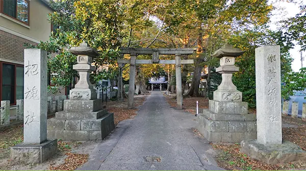 土浦市の八坂神社のケヤキ並木の景観写真