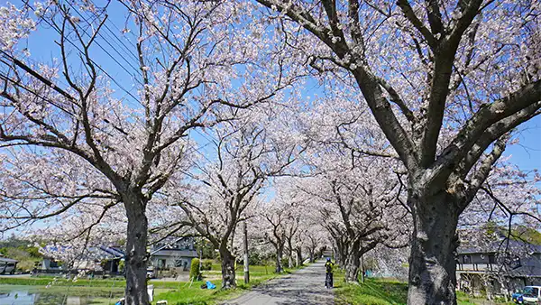 土浦第三高等学校の桜並木の開花景観写真