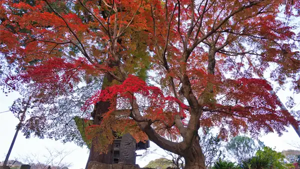 土浦市東城寺のもみじ巨木の紅葉景観