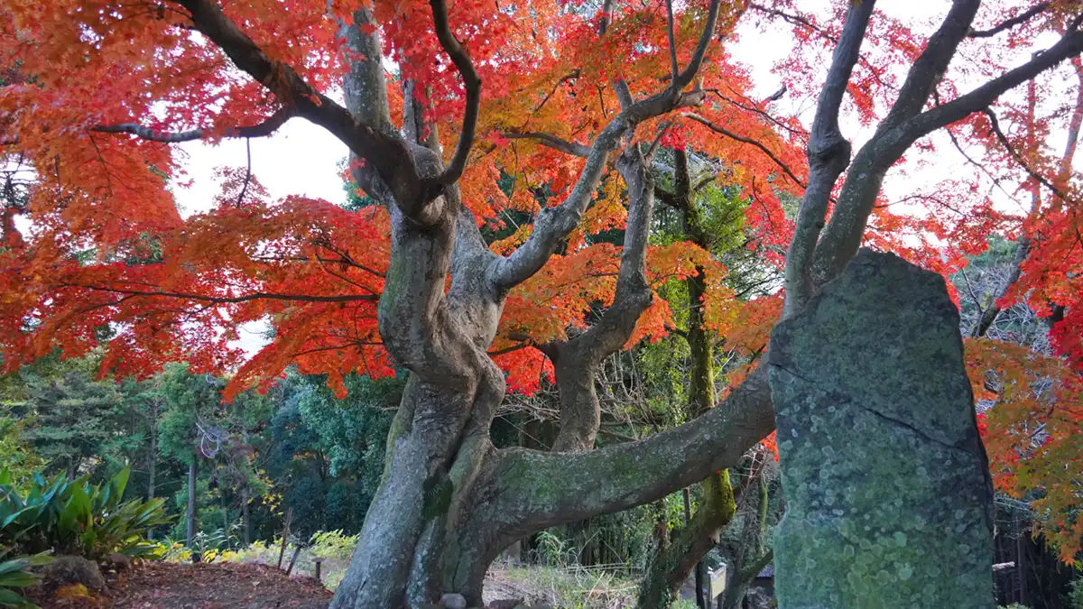 土浦市東城寺境内入口付近のもみじ巨木の紅葉景観とVRツアーリンク