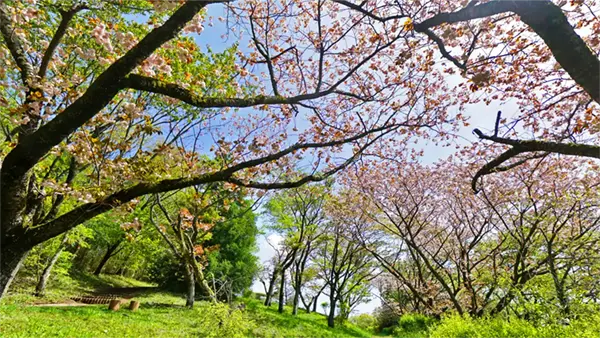 朝日峠展望台の小径の八重桜の開花景観写真とVRツアーリンク
