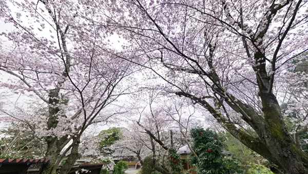 土浦市の神宮寺参道のソメイヨシノの満開写真