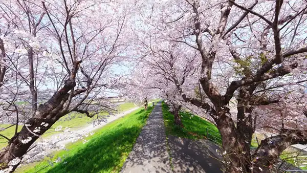 桜川の土浦橋の右岸上流付近の桜並木の桜開花景観写真とVRツアーリンク