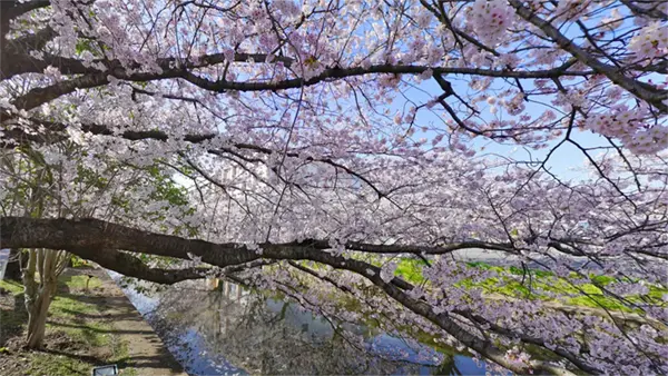 土浦市の新川堤の東側の桜開花景観写真とVRツアーリンク