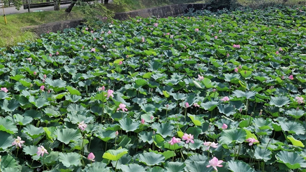 つくば市の北条蓮池の花の開花景観とVRツアーリンク