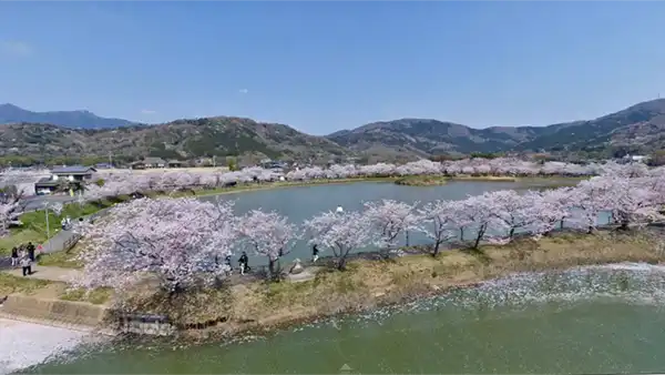 北条の池のサクラ開花の空撮景観写真