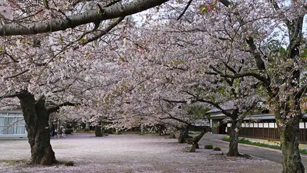 つくば市の上菅間八幡神社の参道の桜並木の写真