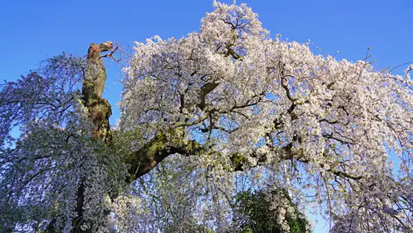 面野井のしだれ桜の開花景観写真