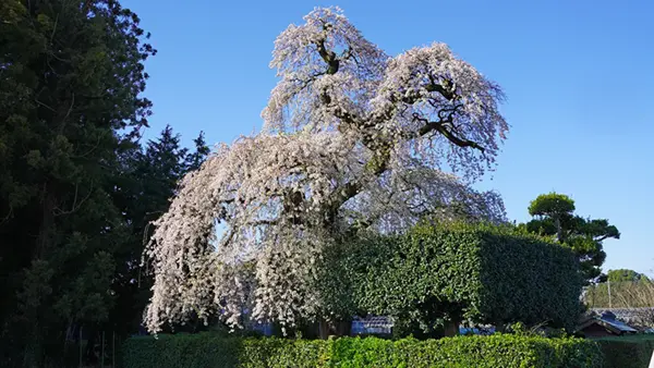 道路側からの面野井のしだれ桜の景観写真