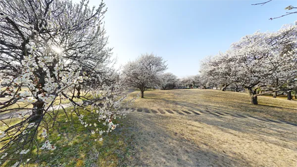 つくば市の梅園公園の梅開花景観写真