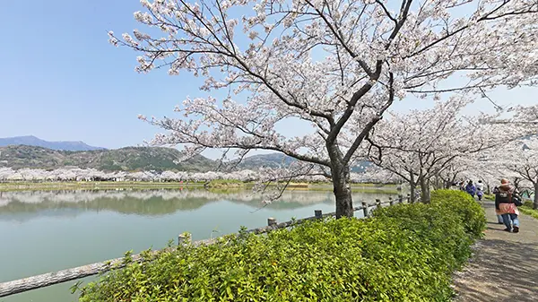 筑波山麓の北条大池の桜開花の景観