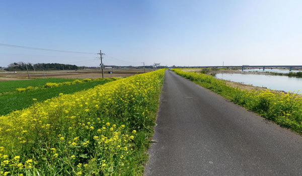 茨城県の花 花畑おすすめ観光名所案内 茨城vrツアー