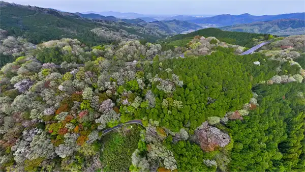 不動峠の付近・県道石岡つくば線の山桜の景観とVRツアーリンク