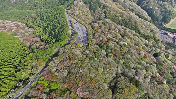 筑波山の桜の名所・花見スポット一覧：14件:画像14