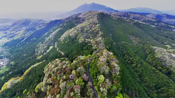 筑波山地の不動峠の山桜群生地の空撮景観写真