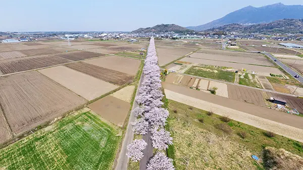 筑波山のりんりんロード北条地区の桜並木景観写真