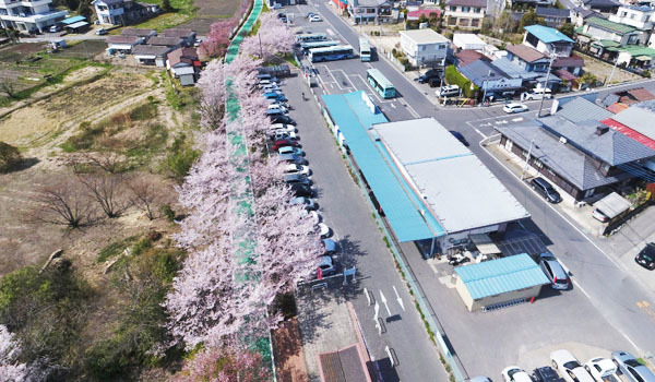 つくば市の桜の名所 花見スポット案内 茨城vrツアー