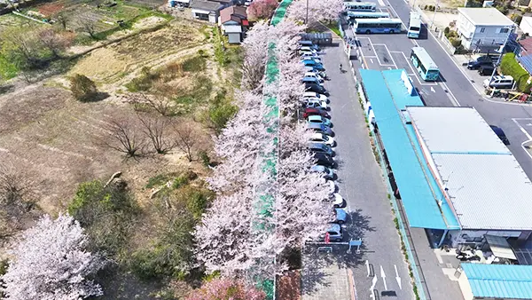 筑波山りんりんロード筑波休憩所のサクラ開花の空撮写真