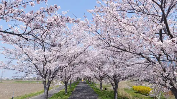 りんりんロードの北条地区のトンネル桜並木の写真とVRのリンク