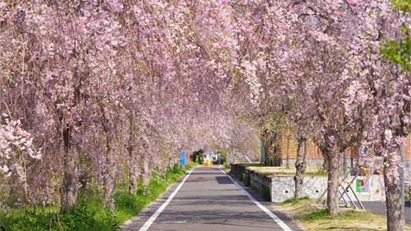 つくばりんりんロードの小田休憩所のしだれ桜並木の景観とVRツアーのリンク