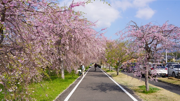 つくばりんりんロードの小田休憩所のしだれ桜スタート地点の開花写真
