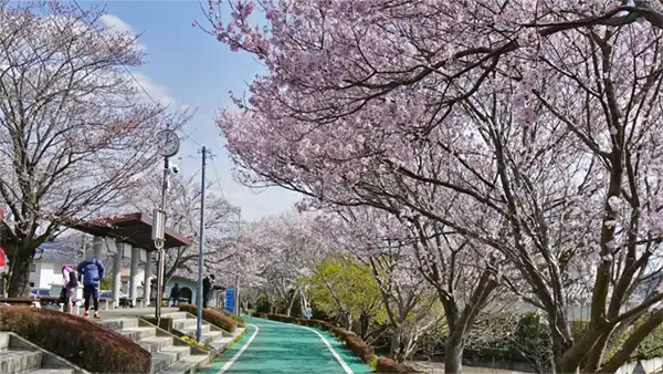 りんりんロード筑波休憩所の桜並木の開花写真とVRツアーリンク