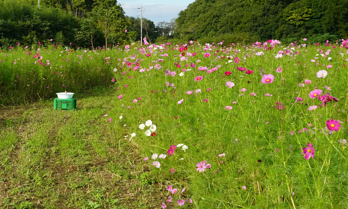 つくば市下広岡コスモス畑の開花景観写真とVRツアーリンク