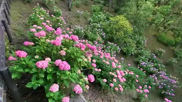筑波山梅林の谷部のあじさい開花景観写真