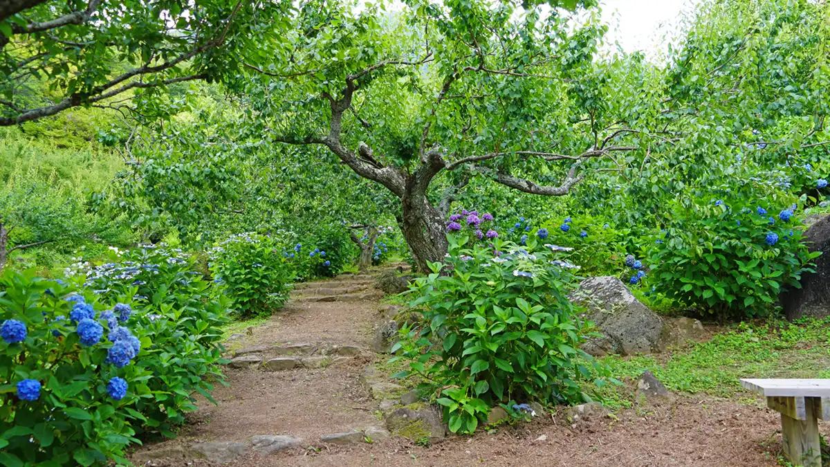 筑波山梅林の観梅の広場付近のあじさいの小道の開花景観写真とVRツアーリンク