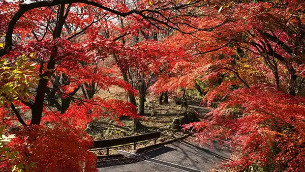 筑波山梅林林道の上部の紅葉景観写真