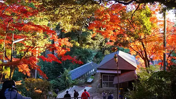 筑波山神社拝殿西側の階段付近の紅葉写真