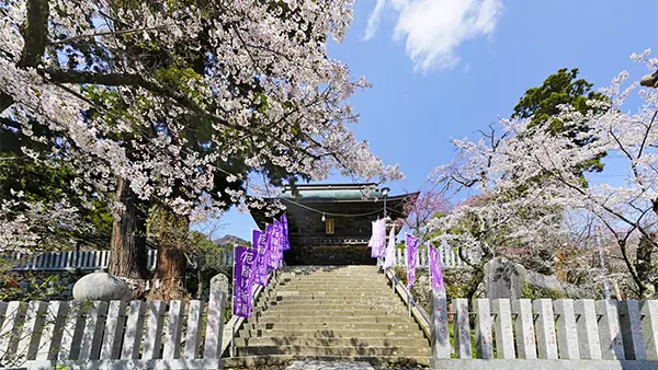 筑波山神社の桜VRツアー