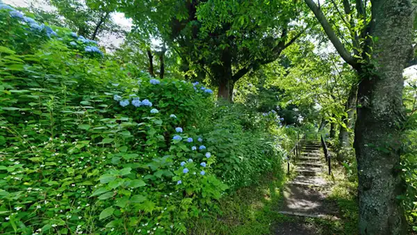 茨城県結城市の結城城跡のあじさい坂の開花写真