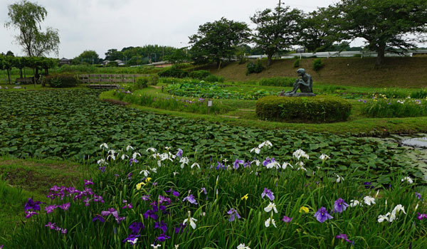 茨城県の花 花畑おすすめ観光名所案内 茨城vrツアー