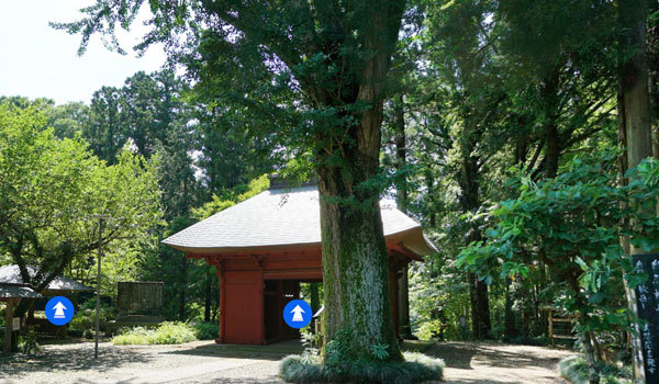 茨城県牛久市の巨木おすすめスポットの観音寺のイチョウ