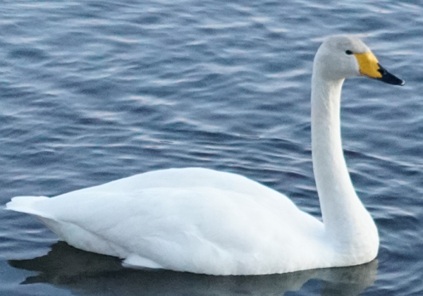 白鳥とは、白鳥の特徴・種類・見分け方・食べ物と飛来条件:茨城VRツアー