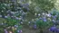 筑波山梅林の小径の紫陽花の開花景観