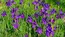 守谷市の四季の里公園の中央部のアヤメの開花写真