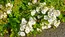 茨城県下妻市の鬼怒川河川敷のノイバラの開花の写真