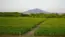 小貝川ふれあい公園のポピー畑の開花状況写真