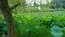 水戸市偕楽園公園（茨城県立歴史館）のハス池の北川のハス開花景観写真