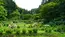 茨城町の涸沼自然公園のあじさいの谷の開花景観