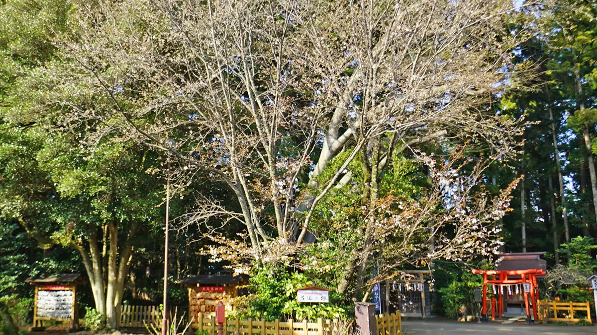 水戸市の水戸八幡宮の左近の桜の開花の様子写真