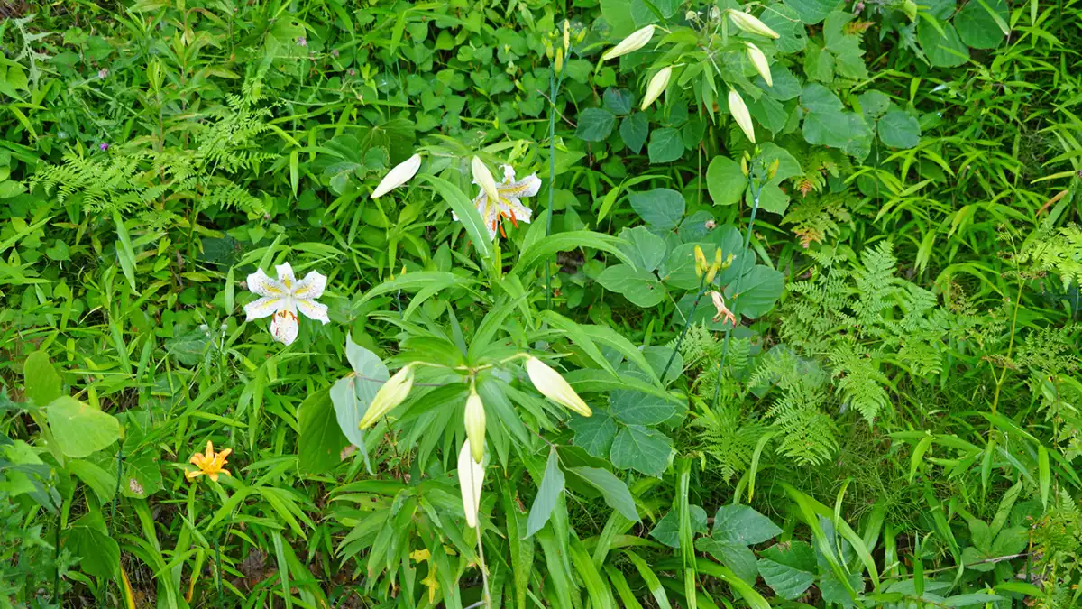 山ゆりの里の北側の入口付近のヤマユリの開花状況写真