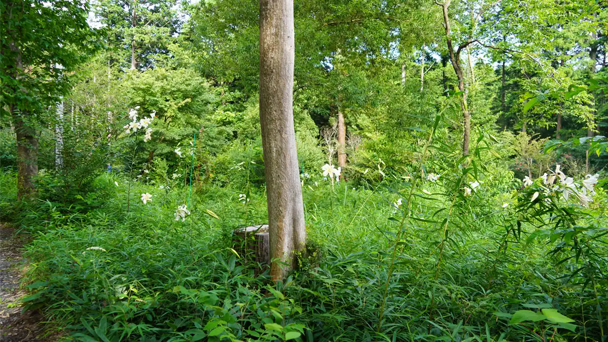 やすらぎの里の管理棟脇の南側林間のヤマユリ開花状況の写真